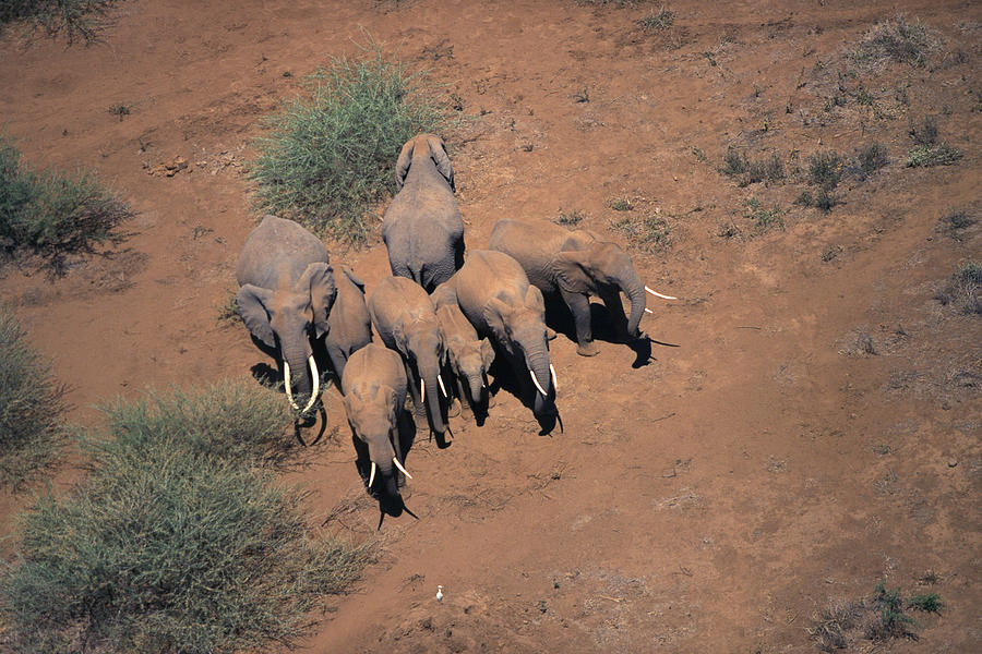 Herd of African elephants , Kenya , Africa Photograph by Comstock Images