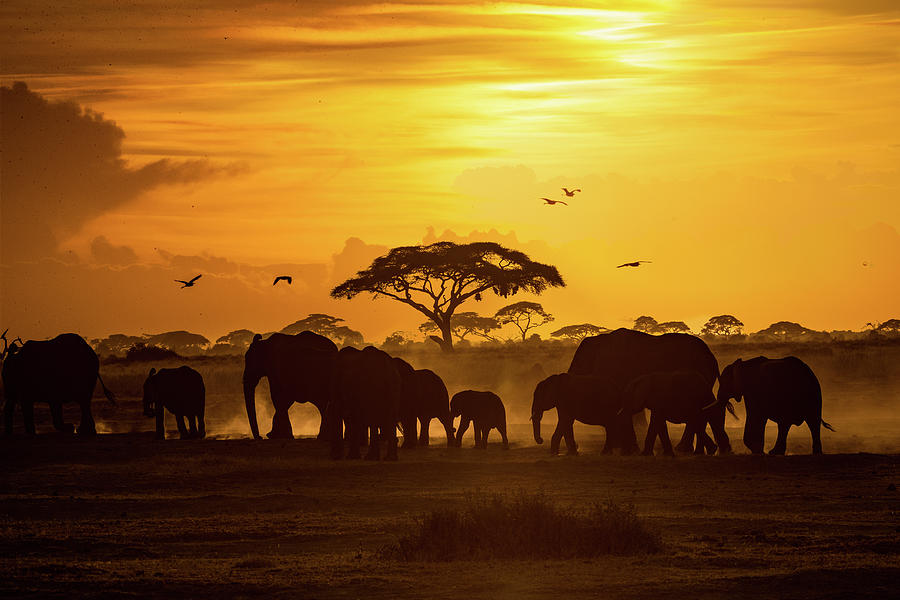 Elephant Photograph - Herd of African Elephants at Golden Sunset by Good Focused