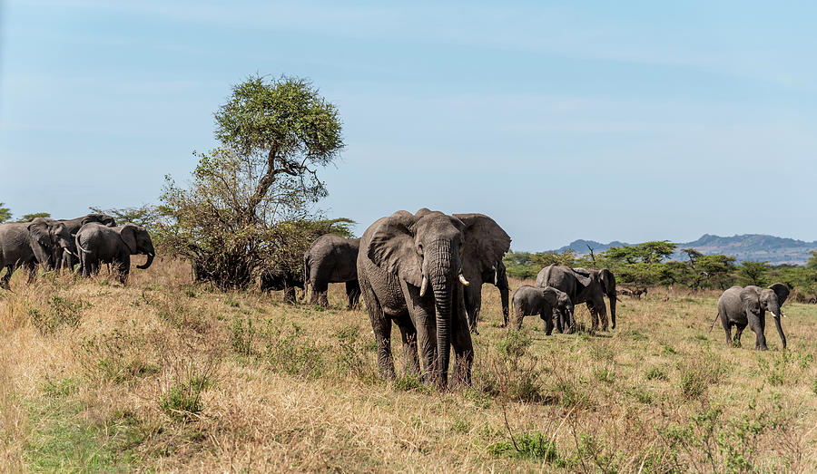 Herd of African Elephants Walking in the Serengeti Tanzania  Photograph by Mark Stephens
