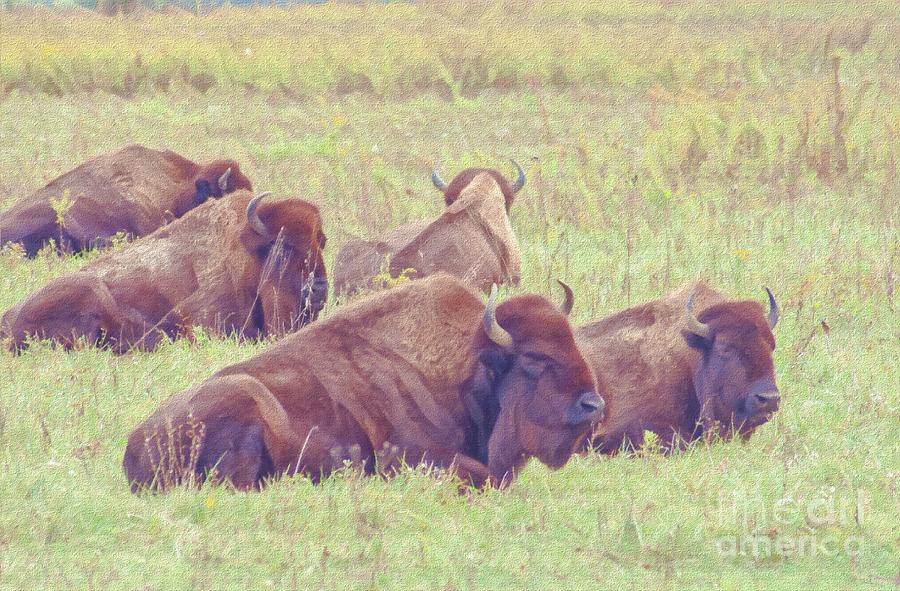 Herd of Bison Digital Art by Sarah Marie - Fine Art America