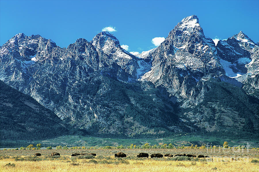 Herd Of Bison Teton Range Grand Tetons National Park Wyoming Photograph by Dave Welling