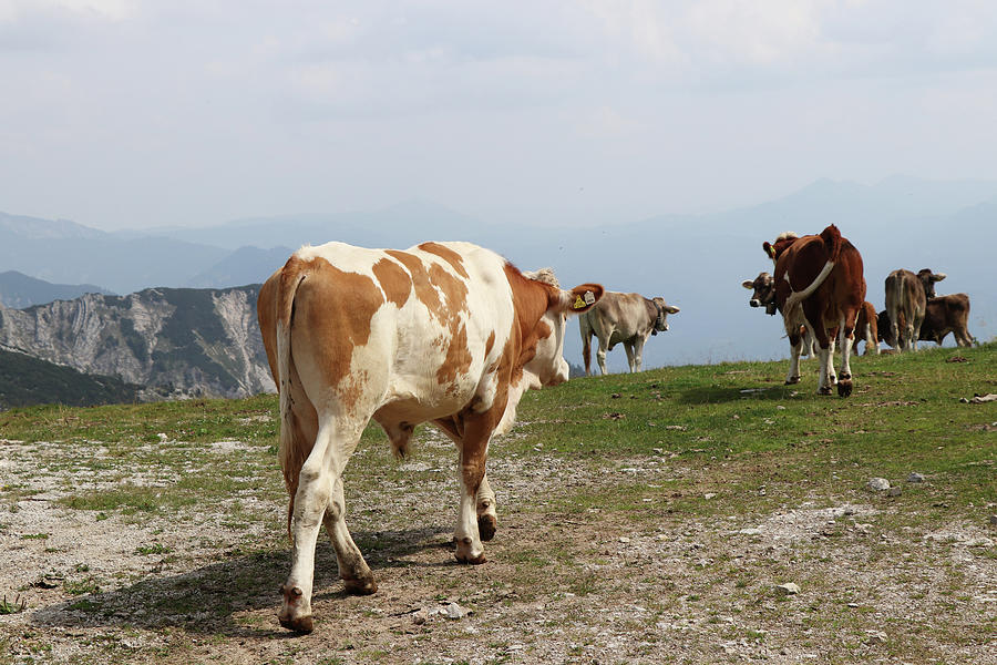 Herd of bred cows of the Pinzgauer cattle breed cheerfully walks on the top of the Hochkar mountain in the Austrian Alps in the huge ski resort. Raw nature with native animals. View on butt Photograph by Vaclav Sonnek