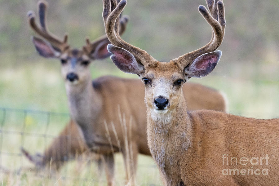 Herd of Bucks Photograph by Steven Krull