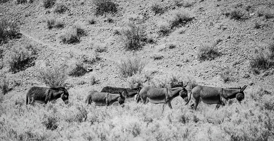 Herd of Burros Walking through Death Valley Hillside Photograph by Kelly VanDellen