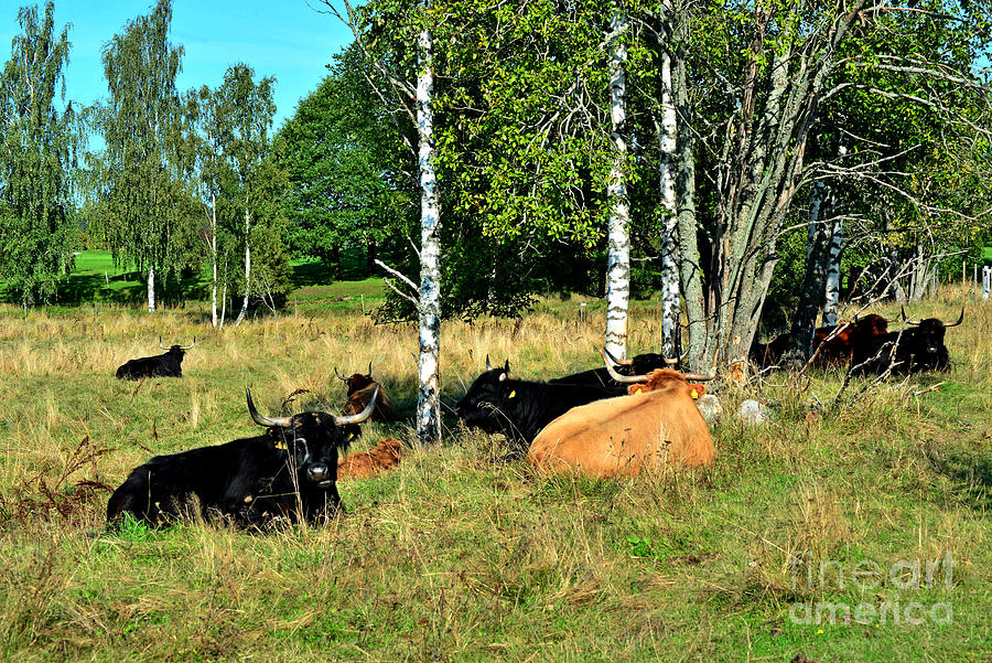 Herd Of Cattle, Photograph