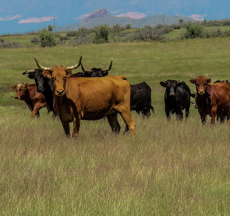 Herd of Cattle Grazing Photograph by Christy Garavetto - Fine Art America