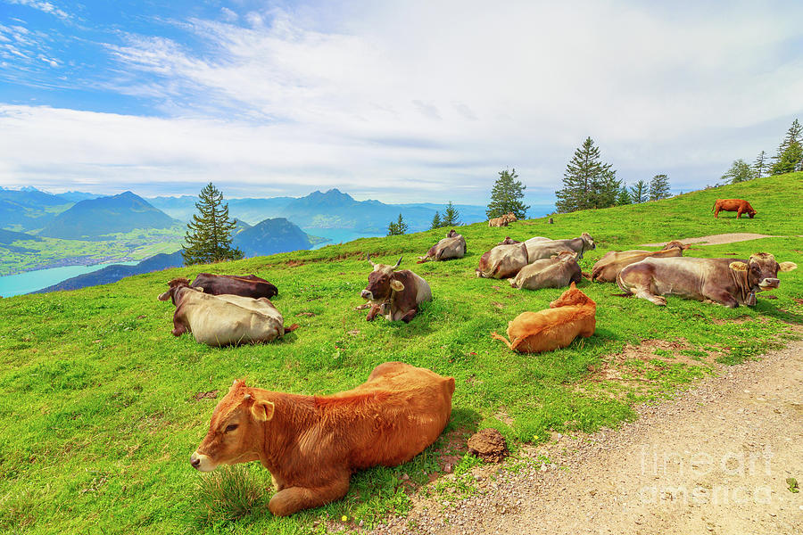 Herd of Cows grazing in Switzerland Photograph by Benny Marty