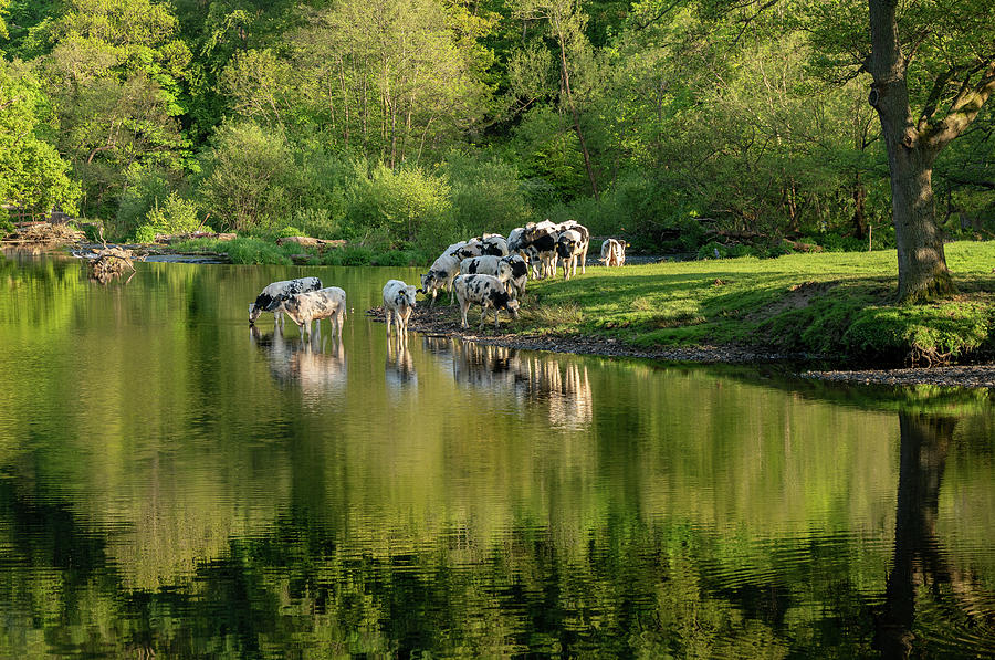 Herd of cows in River Dee outside Llangollen in Wales Photograph by Steven Heap