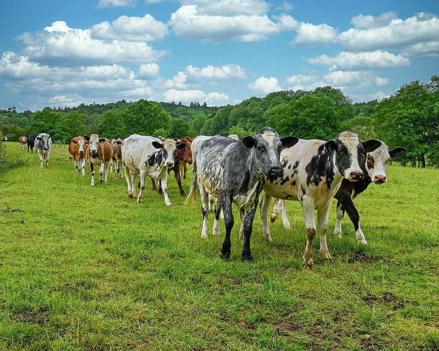 Herd of Cows Photograph by Roy Pedersen