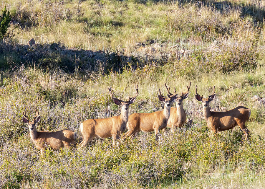Herd Of Curious Buck Mule Deer Photograph