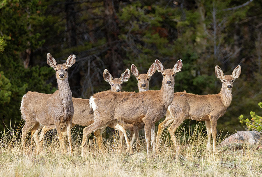 Herd Of Curious Deer Photograph