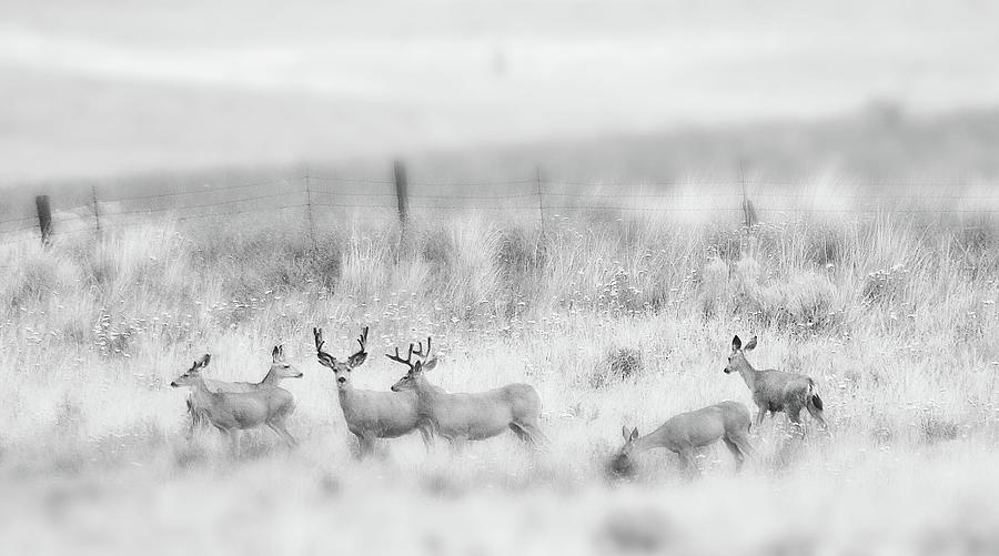 Herd of Deer  B/W Tilt-Shift  Digital Art by Fred Loring