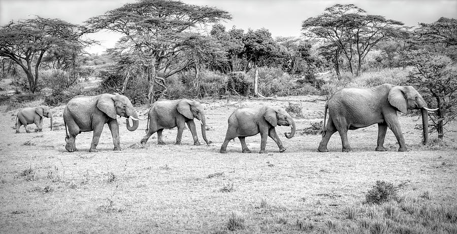 Herd of Elephants on the Masai Mara Black and White Photograph by Lindley Johnson