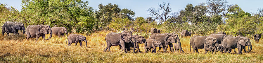 Herd of Elephants on the Way to Watering Hole Photograph by Elvira Peretsman