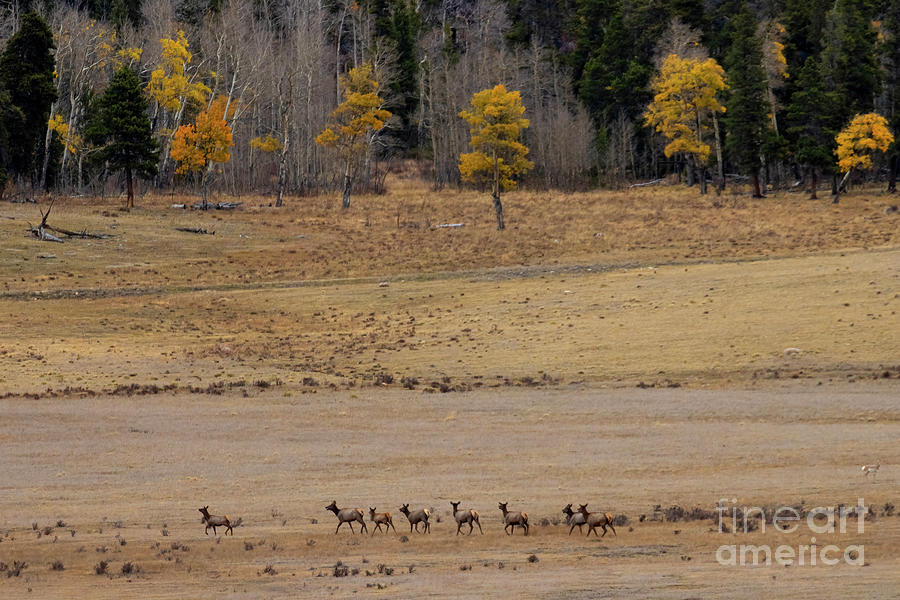 Herd of Elk Cows in Autumn Wilderness Photograph by Steven Krull