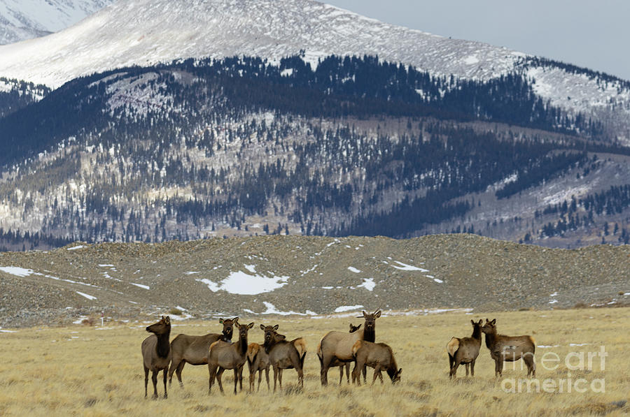 Herd Of Elk Photograph