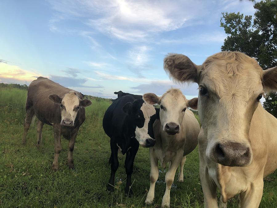 Herd of Grazing Cows Photograph by Sheri Ricketts - Fine Art America