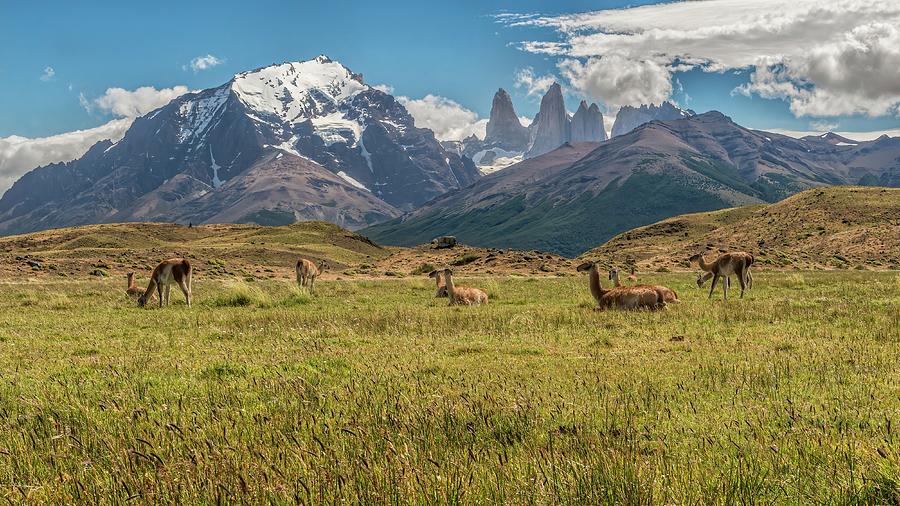 Herd of Guanacos grazing and resting in the foothills of Torres  Photograph by Henri Leduc