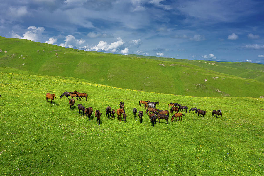 Herd Of Horses Grazing On Slope Meadow Photograph by Mikhail Kokhanchikov