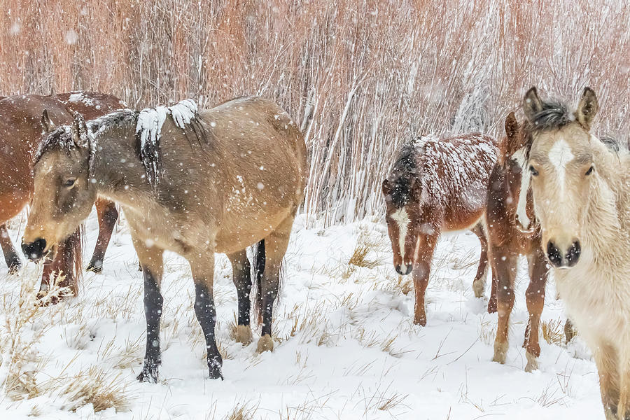 Herd of Horses in Snow Photograph by Marc Crumpler