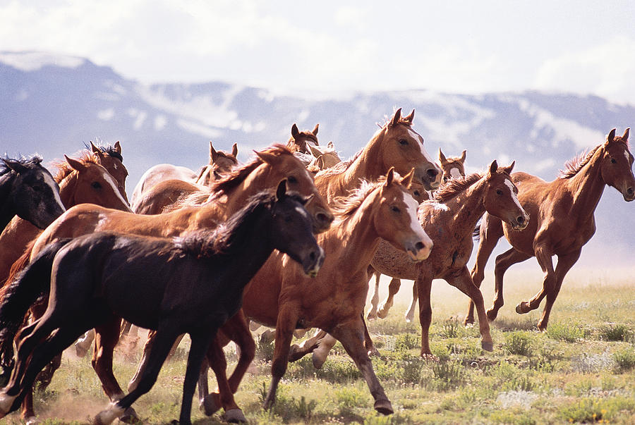 Herd of horses running in Fairplay , Colorado Photograph by Comstock