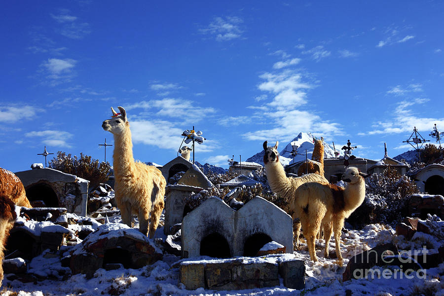 Herd of llamas in Milluni cemetery Bolivia Photograph by James Brunker