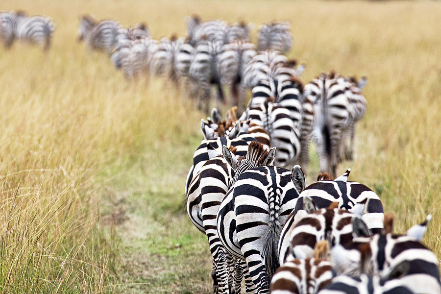 Wildlife Photograph - Herd of Migrating Zebra in Africa by Good Focused