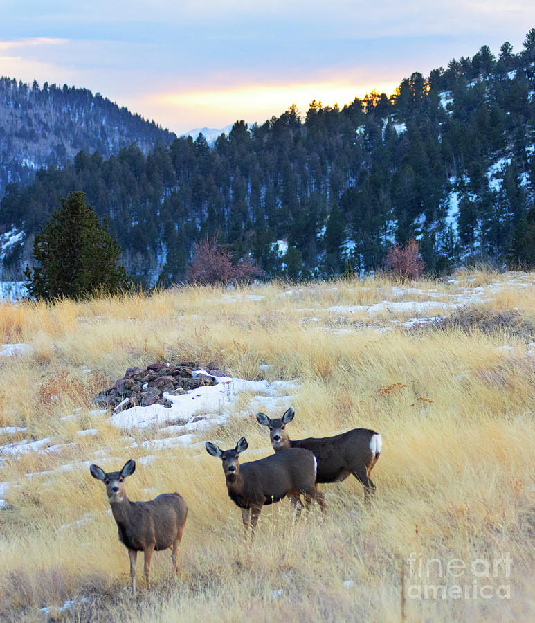 Herd of Mule Deer in the Colorado Wintertime Photograph by Steven Krull