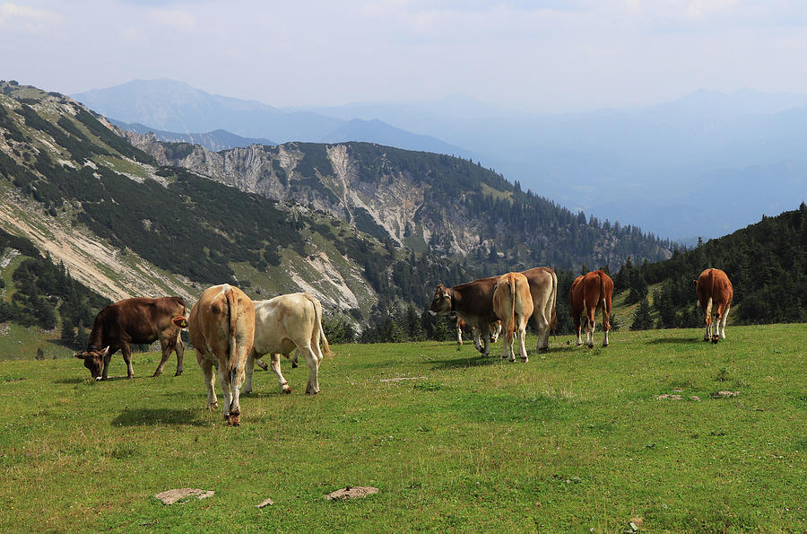 Herd of Pinzgauer cattle grazes on the Hochkar mountain with an incredible and soothing view of the rest of the Austrian Alps. Organic product, the freshest and highest quality milk. Photograph by Vaclav Sonnek