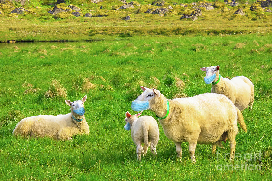 Herd Of Sheeps With Face Mask Photograph by Benny Marty