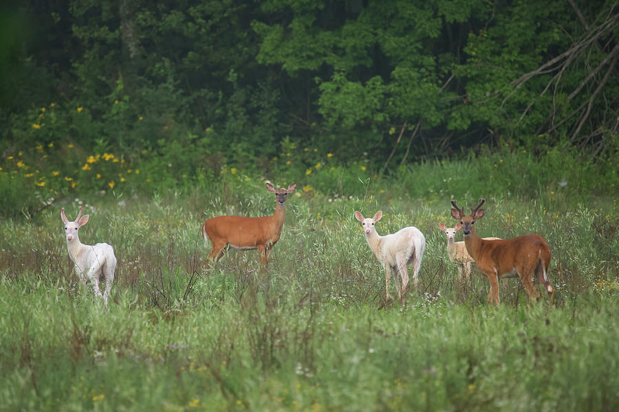 Herd of Whitetails Photograph by Brook Burling