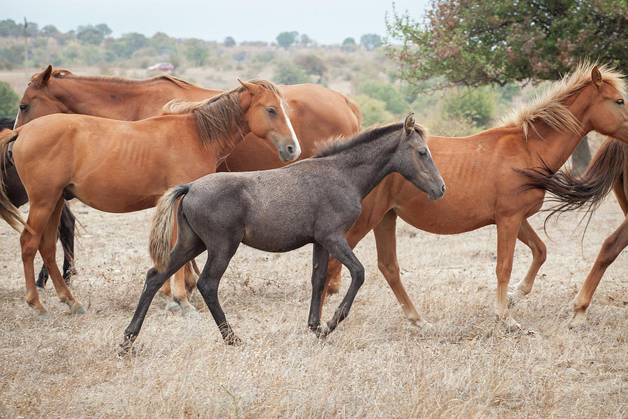 Herd Of Wild Horses Photograph