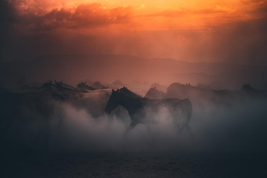 Herd of wild horses running gallop in dust at sunset time Photograph by Serts