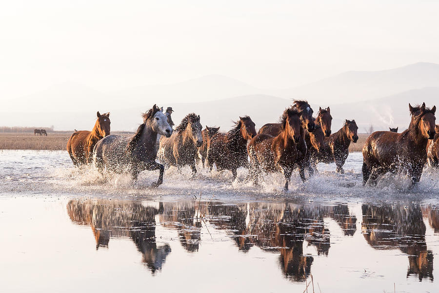 Herd of Wild Horses Running in Water Photograph by Mustafagull