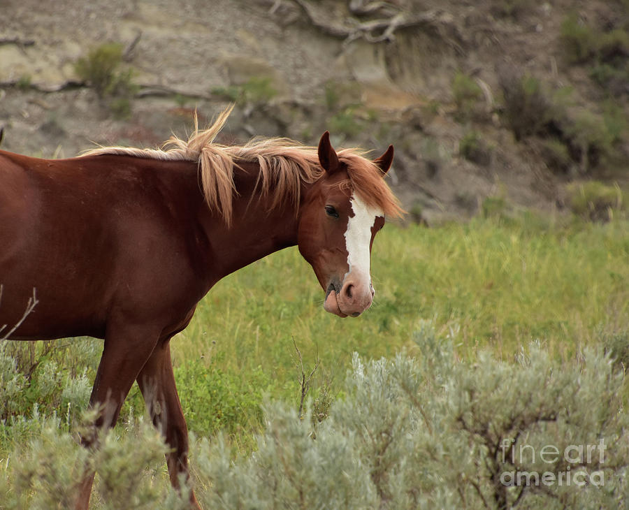 Herd of Wild Horses Wandering About in a Canyon Photograph by DejaVu ...