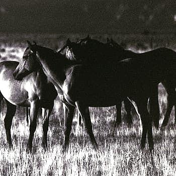 Herd Photograph by Stephen Andersen