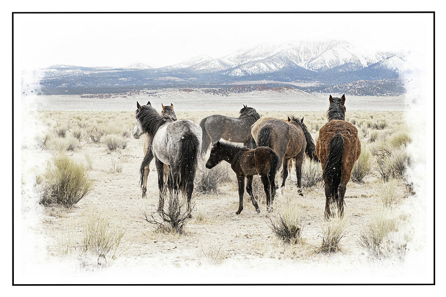 Herd Wild Mustangs Photograph by Jerry Cowart