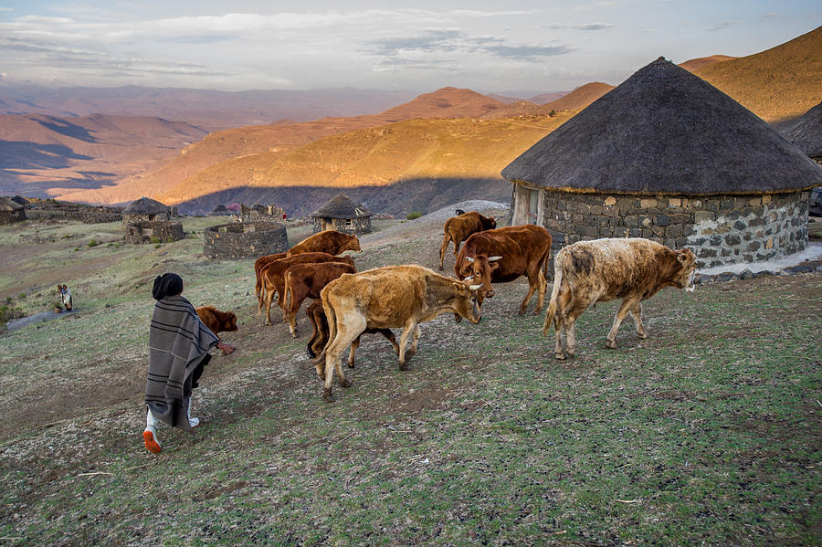 Herding cattle Photograph by Edwin Remsberg