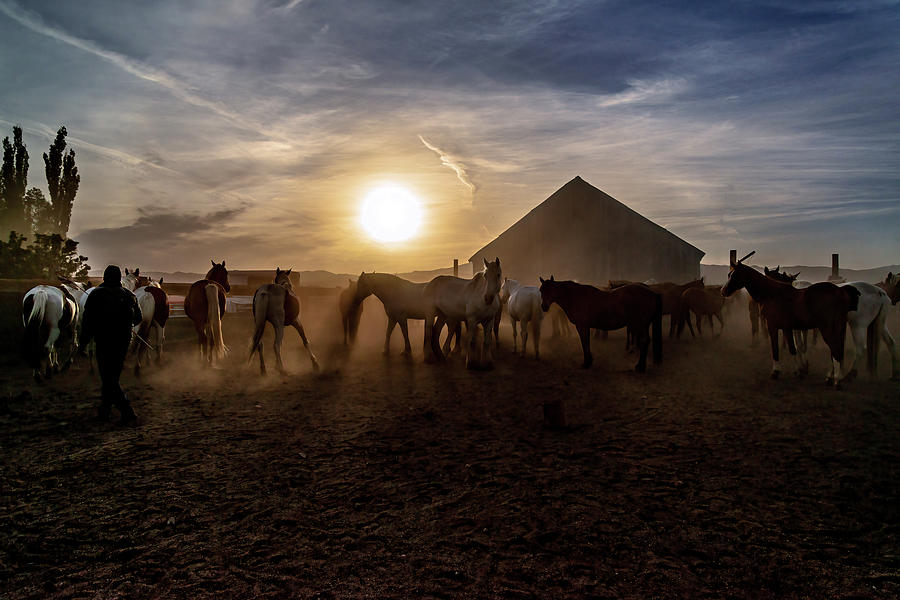Herding Horses at First Light Photograph by Maria Coulson