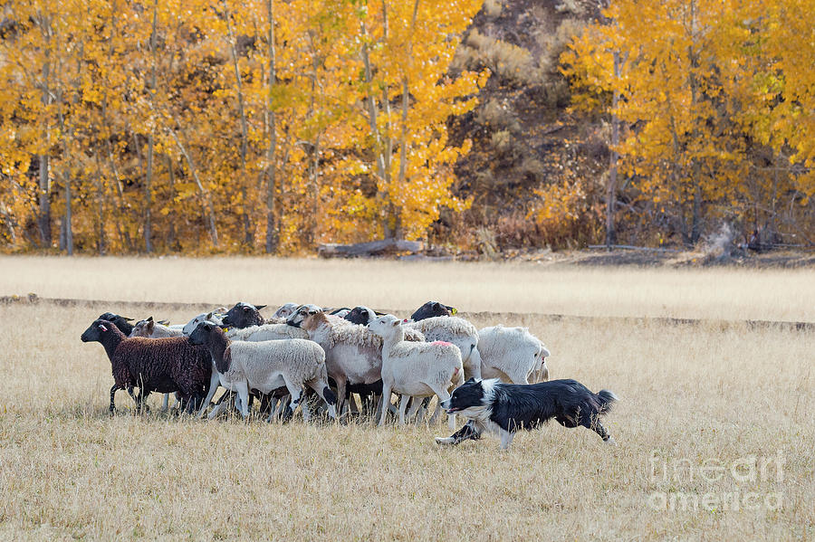 Herding The Sheep Photograph