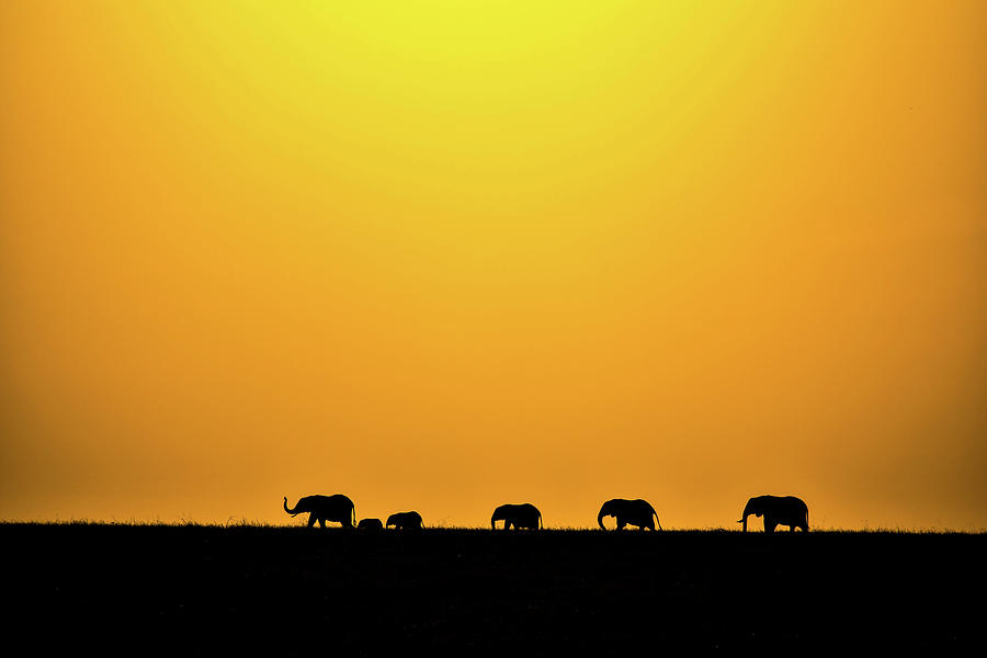 Herds On The Move Photograph by Moodie Shots