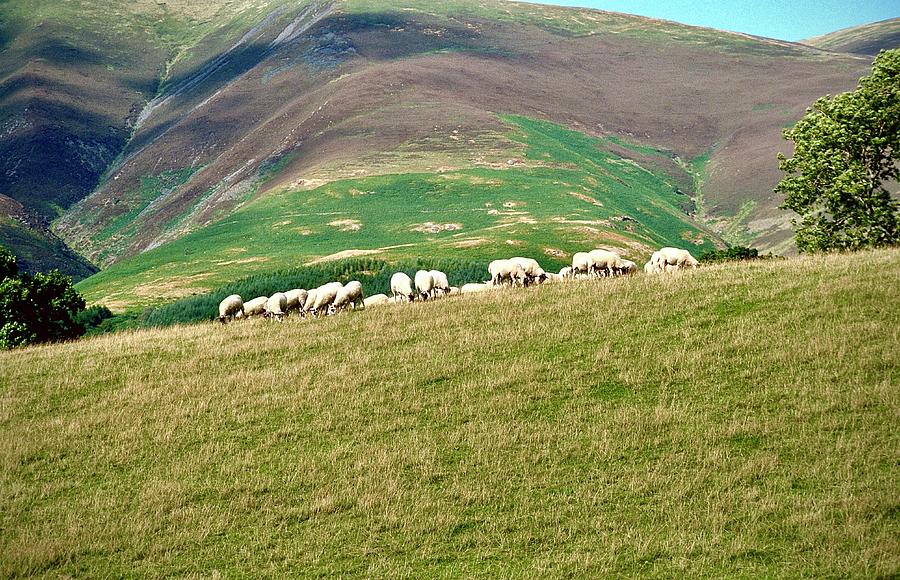 Herdwick Sheep in Lakeland Photograph by Gordon James