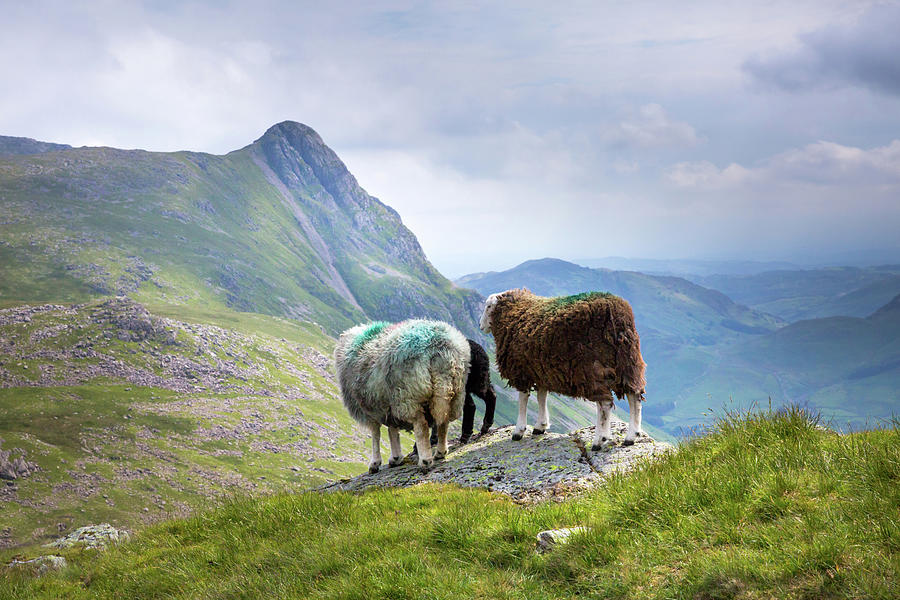 Herdy family, the Langdale Pikes Photograph by Anita Nicholson