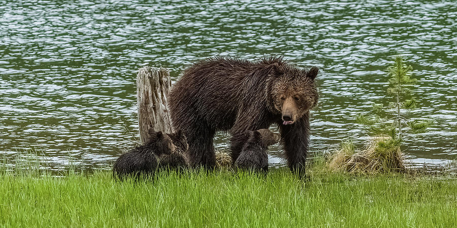 Here Come Grizzly Kisses Photograph by Yeates Photography