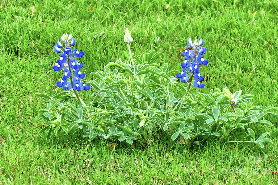 Here come the Bluebonnets Photograph by Janette Boyd