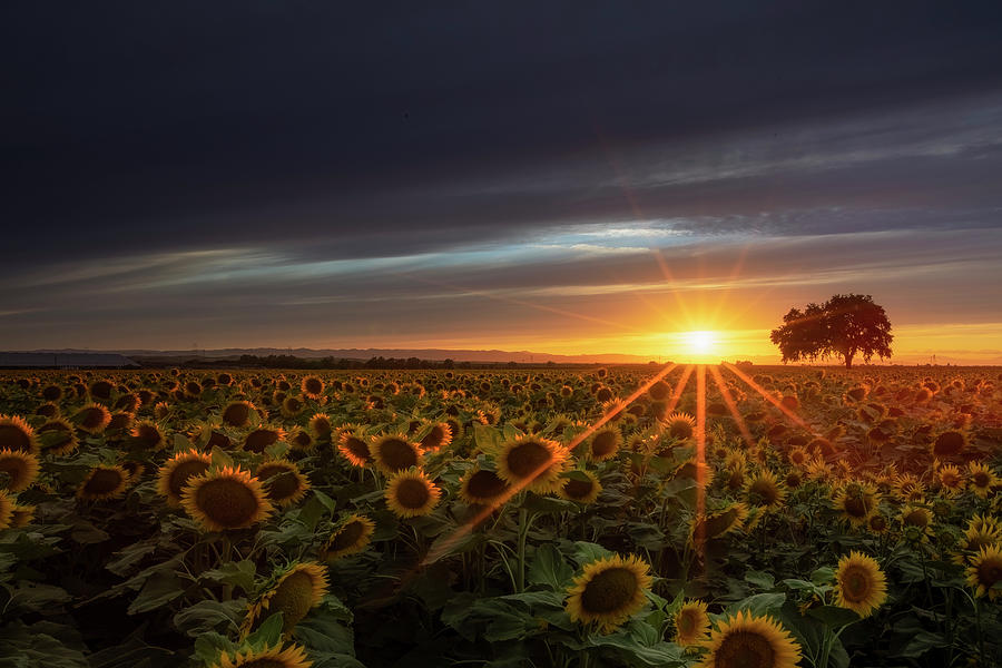 Here Come The Sunflowers Photograph by Vincent James