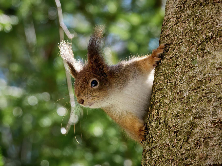 Here I am again. Red squirrel Photograph by Jouko Lehto