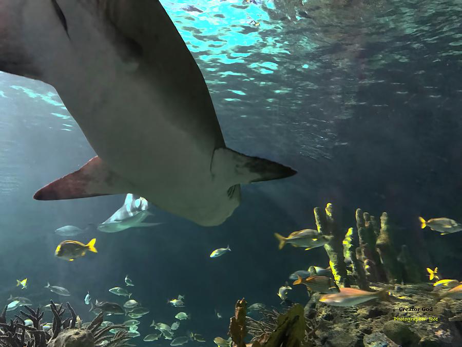 Here Sharky Sharky Photograph