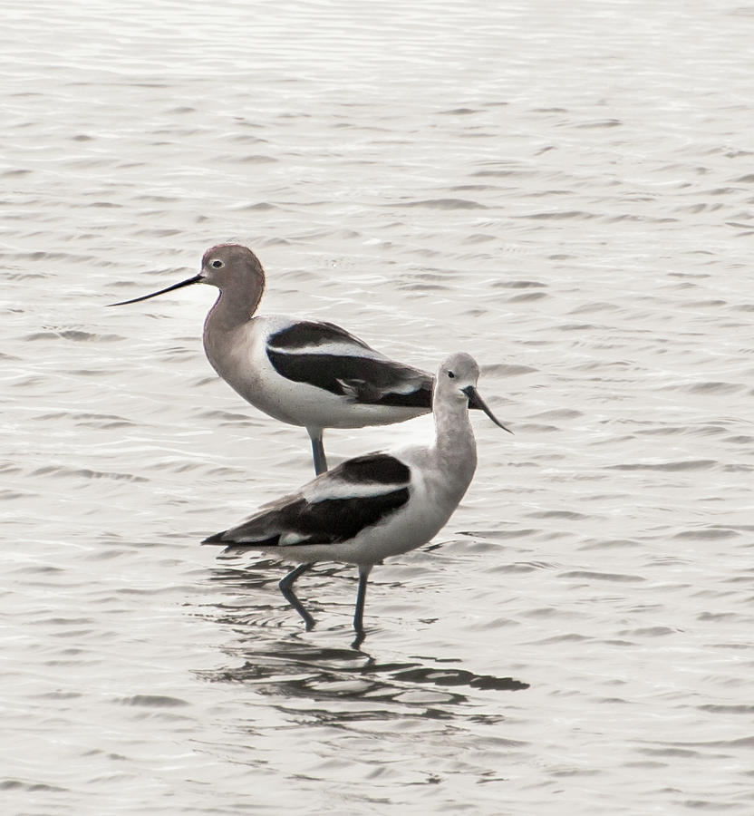 American Avocets Black and White Photograph by Terry Walsh
