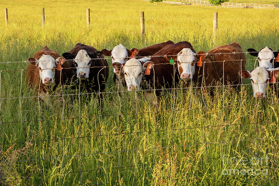Hereford Calves at the Fence Photograph by Eleanor Abramson